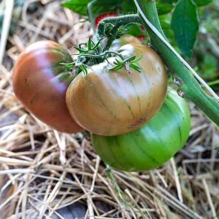 بذور طماطم Brandywine Black موروثة