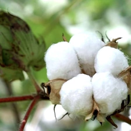 بذور قطن هندي f1
