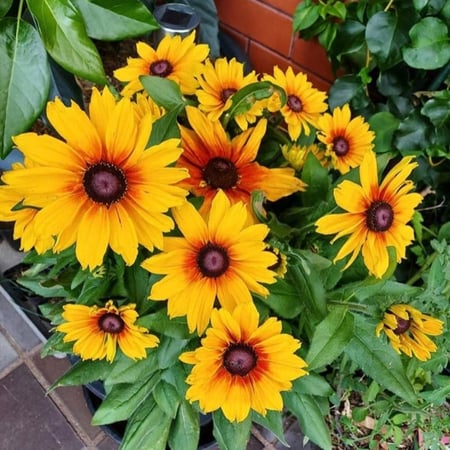 بذور زهرة رودبيكيا جلوريوسا دايزيس