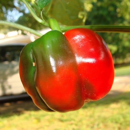 بذور فلفل حلو هجين كالاهاري f1