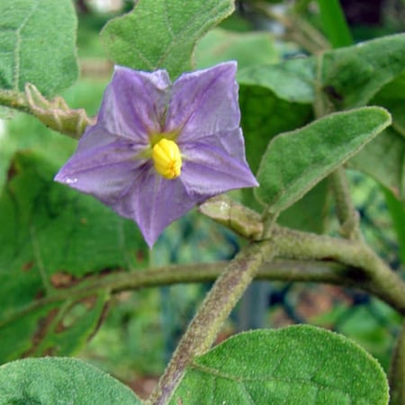 بذور الباذنجان 50 بذرة