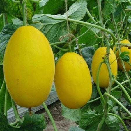 بذور شمام كناري أصفر ( Cucumis melo )
