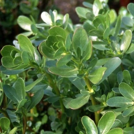 بذور نبات الرجلة ( Portulaca oleracea )