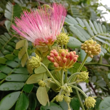 بذور شجرة لبخ سامان ( Albizia saman )