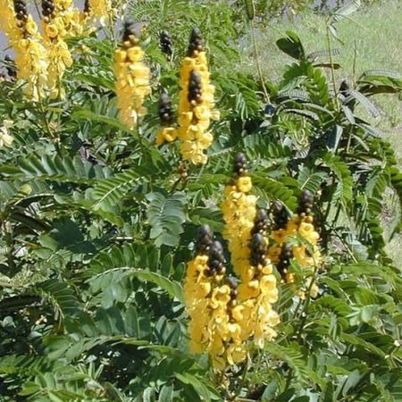بذور شجيرة كاسيا ديديموبوتريا - شمعدان بني ( senna didymobotrya )
