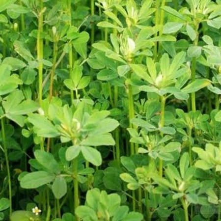 بذور عشبة الحلبة الصفراء ( Trigonella foenum-graecum )
