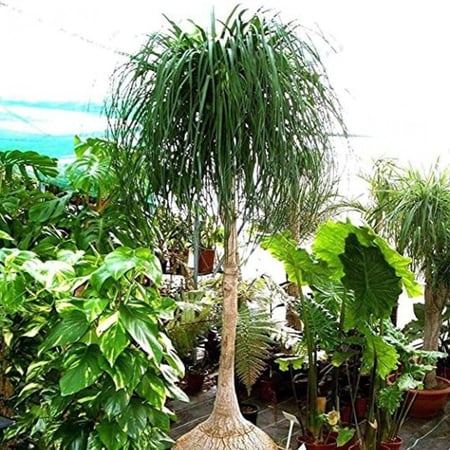بذور نبات النولينيا - رجل الفيل ( ‫‪ Beaucarnea recurvata‬)