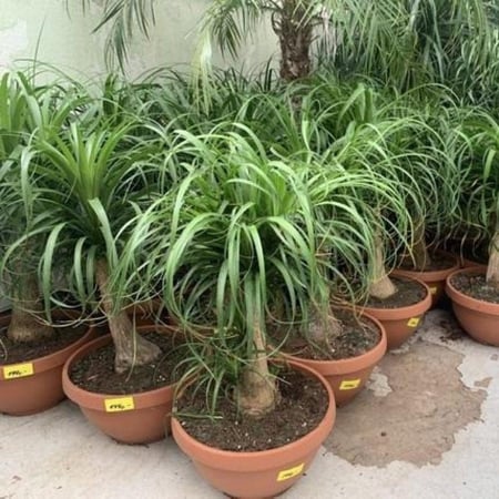 بذور نبات النولينيا - رجل الفيل ( ‫‪ Beaucarnea recurvata‬)