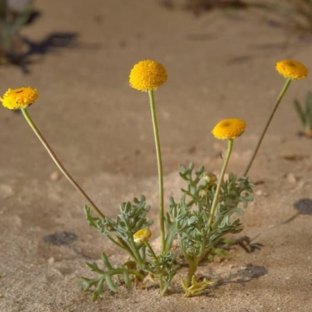 بذور القرقاص - القريص ( Aaronsohnia factorovskyi )