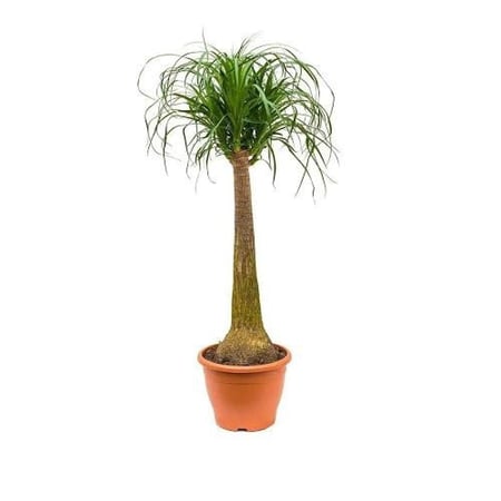 بذور نبات النولينيا - رجل الفيل ( ‫‪ Beaucarnea recurvata‬)
