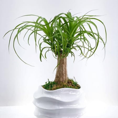 بذور نبات النولينيا - رجل الفيل ( ‫‪ Beaucarnea recurvata‬)