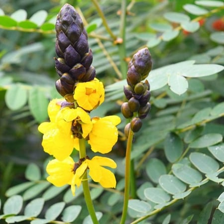 بذور شجيرة كاسيا ديديموبوتريا - شمعدان بني ( senna didymobotrya )