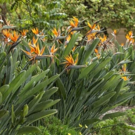 بذور شجيرة عصفور الجنة ( Strelitzia Nicolai )