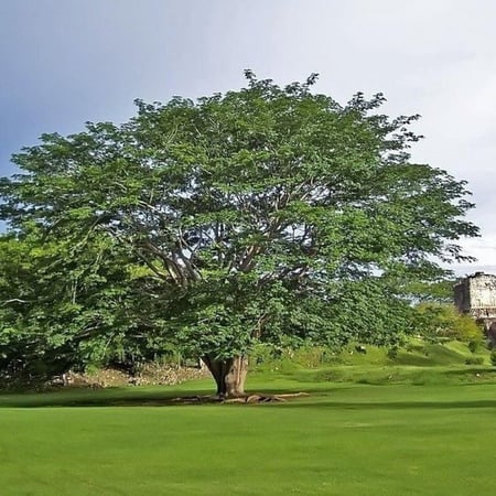 ‫بذور شجرة الكابوك‬ ( Ceiba pentandra )