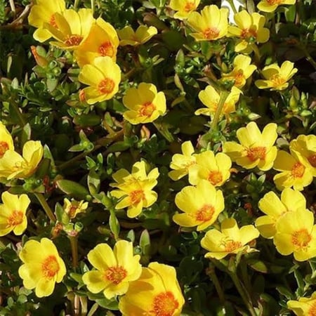 بذور نبات الرجلة ( Portulaca oleracea )