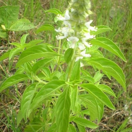 بذور الريحان الليموني - الحبق الأفريقي ( Ocimum x africanum )