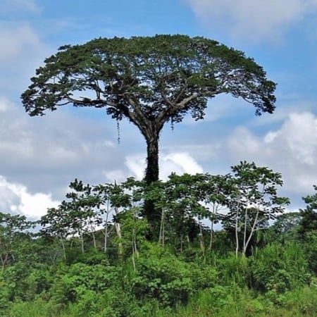‫بذور شجرة الكابوك‬ ( Ceiba pentandra )