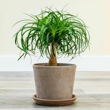 بذور نبات النولينيا - رجل الفيل ( ‫‪ Beaucarnea recurvata‬)