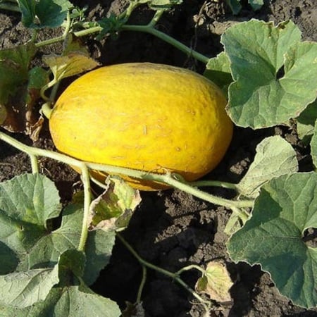 بذور شمام كناري أصفر ( Cucumis melo )