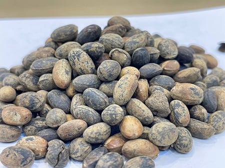 حبة العافيه