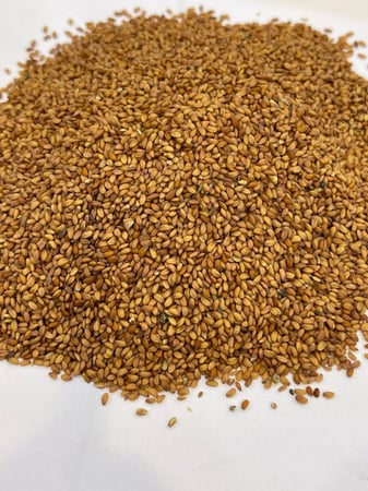 بذور الرشاد