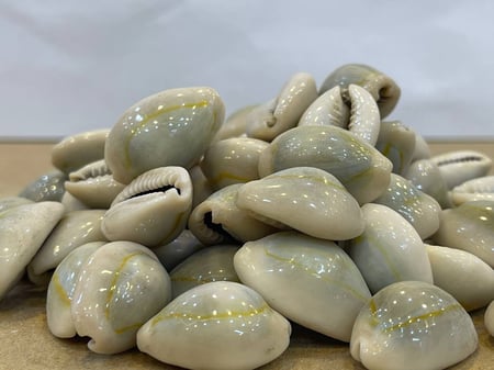 ودع المغربي (الودع)