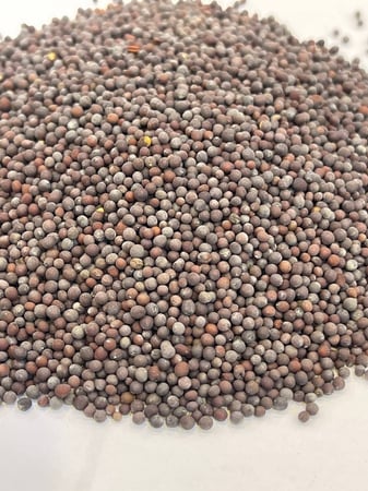 بذور الخردل