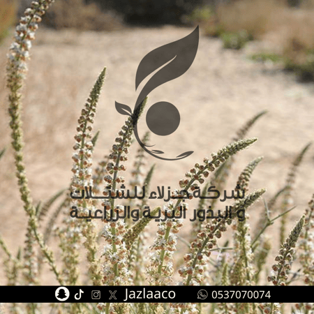 ذنبان - Reseda muricata