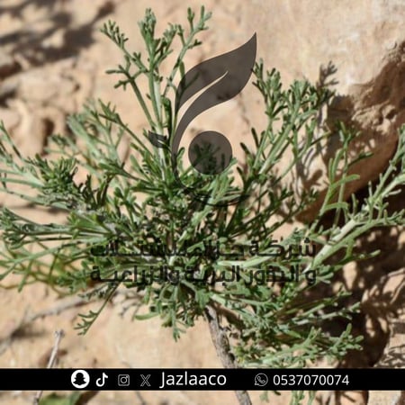 عشبة الشيح مجفف