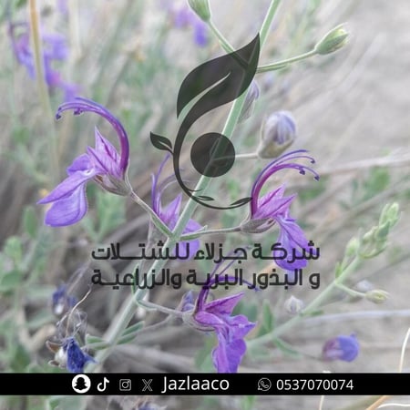 عهينه - عهنه - عيهلان - Teucrium oliverianum