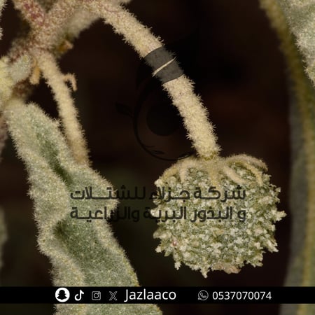 تنوم - Chrozophora oblongifolia