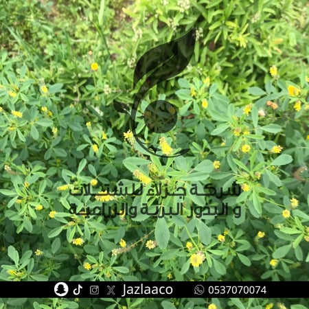 نفل زراعي - Melilotus indicus