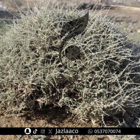 عراد - Salsola arabica