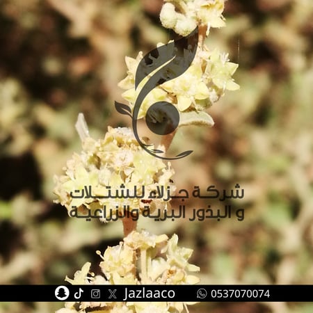 سدر بري - ضال - Zizyphus mummulatia
