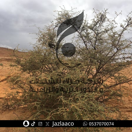 سدر بري - ضال - Zizyphus mummulatia