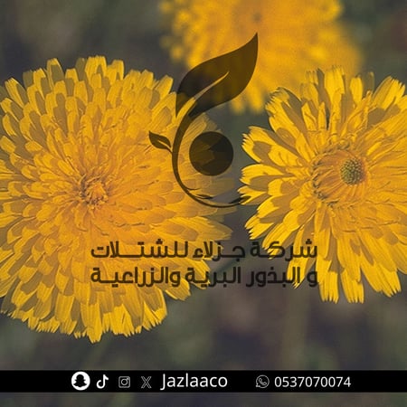 حواء - حواء الكلاب - Leontodon laciniatus