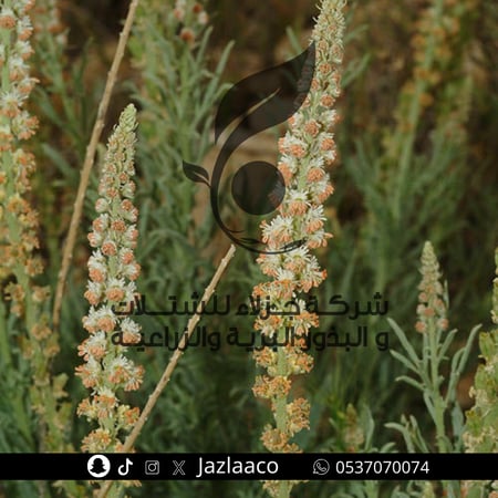 ذنبان - Reseda muricata