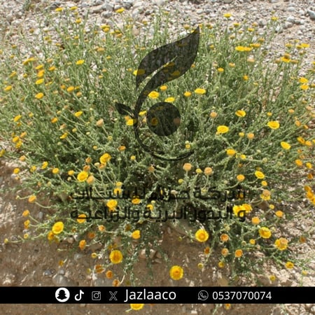 عرار - عرعار - Pulicaria incisa