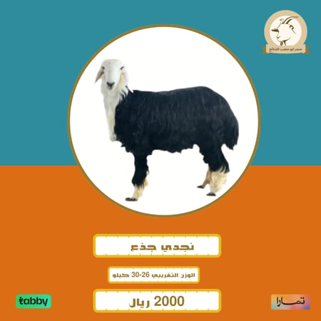 نجدي جذع