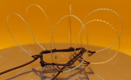 شبك فري (وحش)