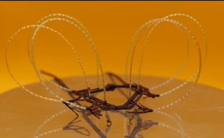 شبك فري (وحش)