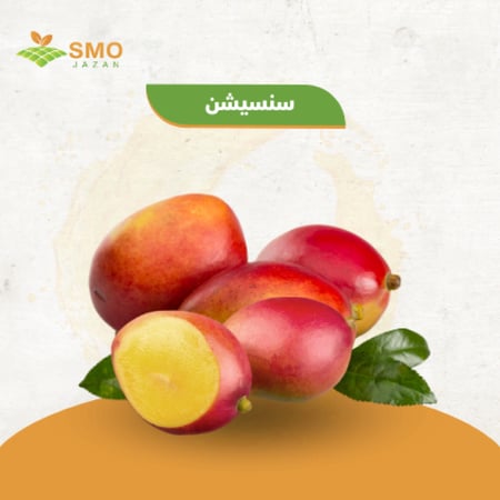 مانجو سنسيشن ٣ كيلو