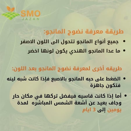 مانجو سوداني ٦ كيلو