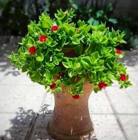 بكج 8 شتلات من نبات قطر الندى