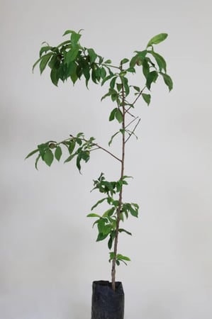 شتلات فاكهة النكتارين مطعمة