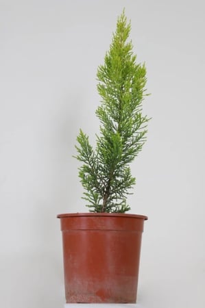 شتلات سرو عطري ( ليموني ) Cupressus macrocarpa “Gold Crest”