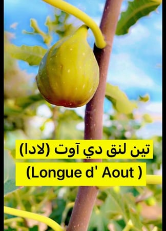 شتلات تين صنف لنك دى آوت