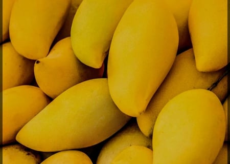 شتلات مانجو لنجرا مطعمة