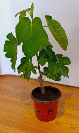 شتلات تين اسطنبولى أخضر