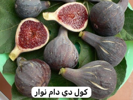 شتلات تين صنف كول دى دام نوار